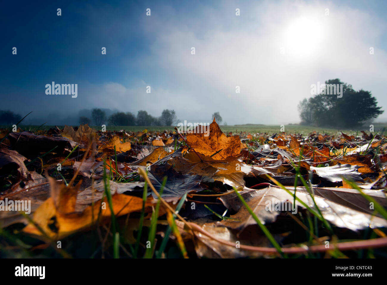 zeigen Sie aus Herbstlaub durch eine Wiese auf Haine in Morgen Nebel, Deutschland, Sachsen, Vogtlaendische Schweiz an Stockfoto