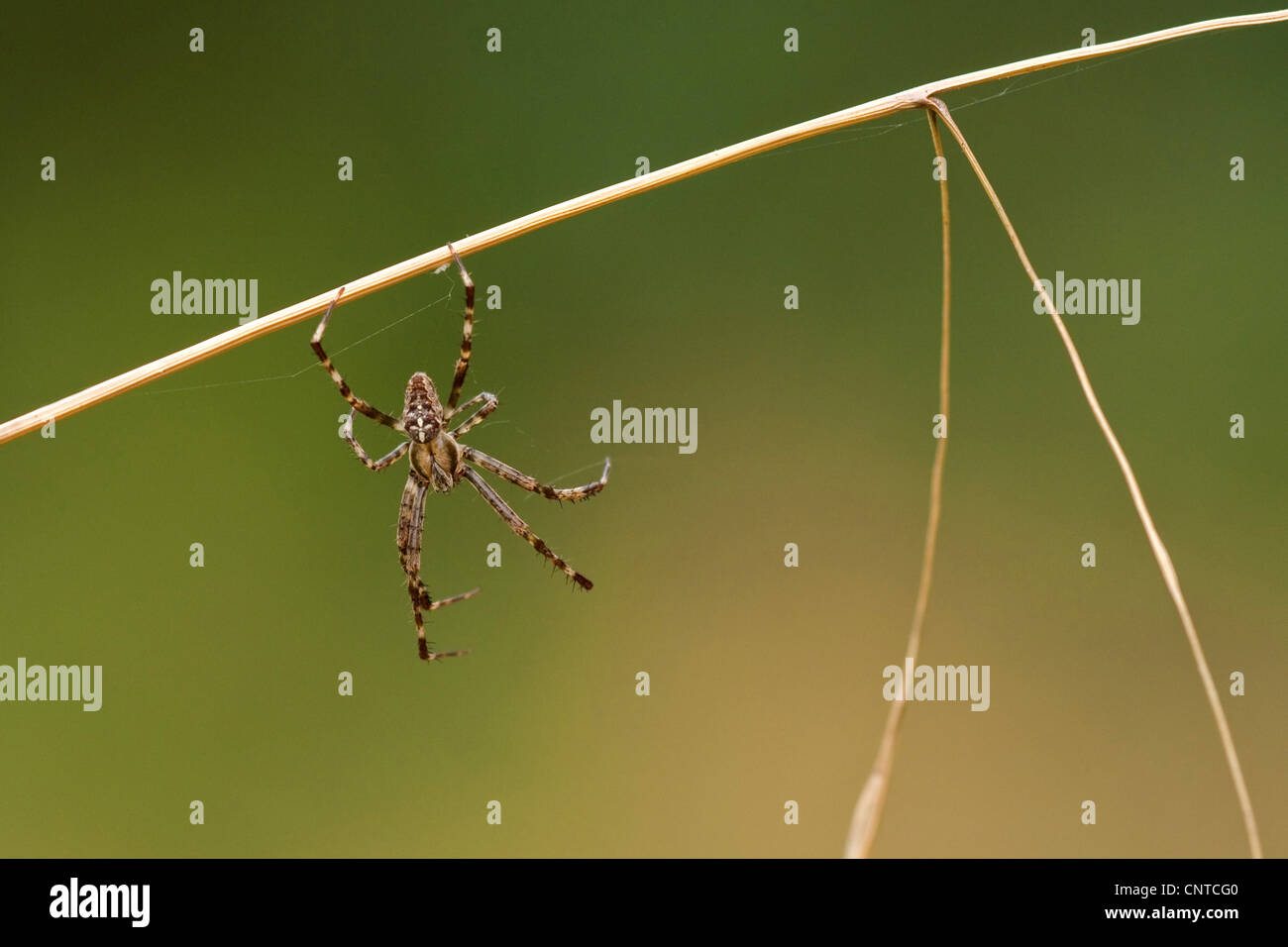 Kreuz Orbweaver, Europäische Kreuzspinne Kreuz Spinne (Araneus Diadematus), männliche kopfüber hängend von einem trockenem Grashalm, Deutschland, Rheinland-Pfalz Stockfoto