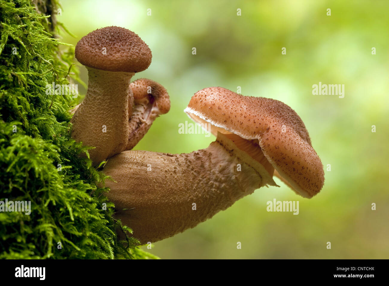 Honig-Pilz (Armillaria Mellea), bei einem moosigen Baumstamm, Deutschland, Rheinland-Pfalz Stockfoto