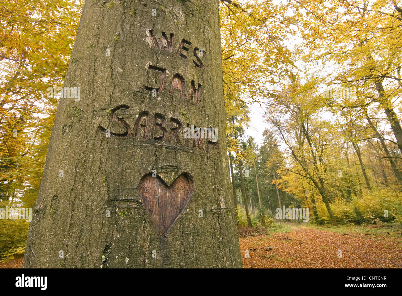 drei Namen geschnitzt einem der Rinde eines Baumes, Deutschland, Rheinland-Pfalz Stockfoto
