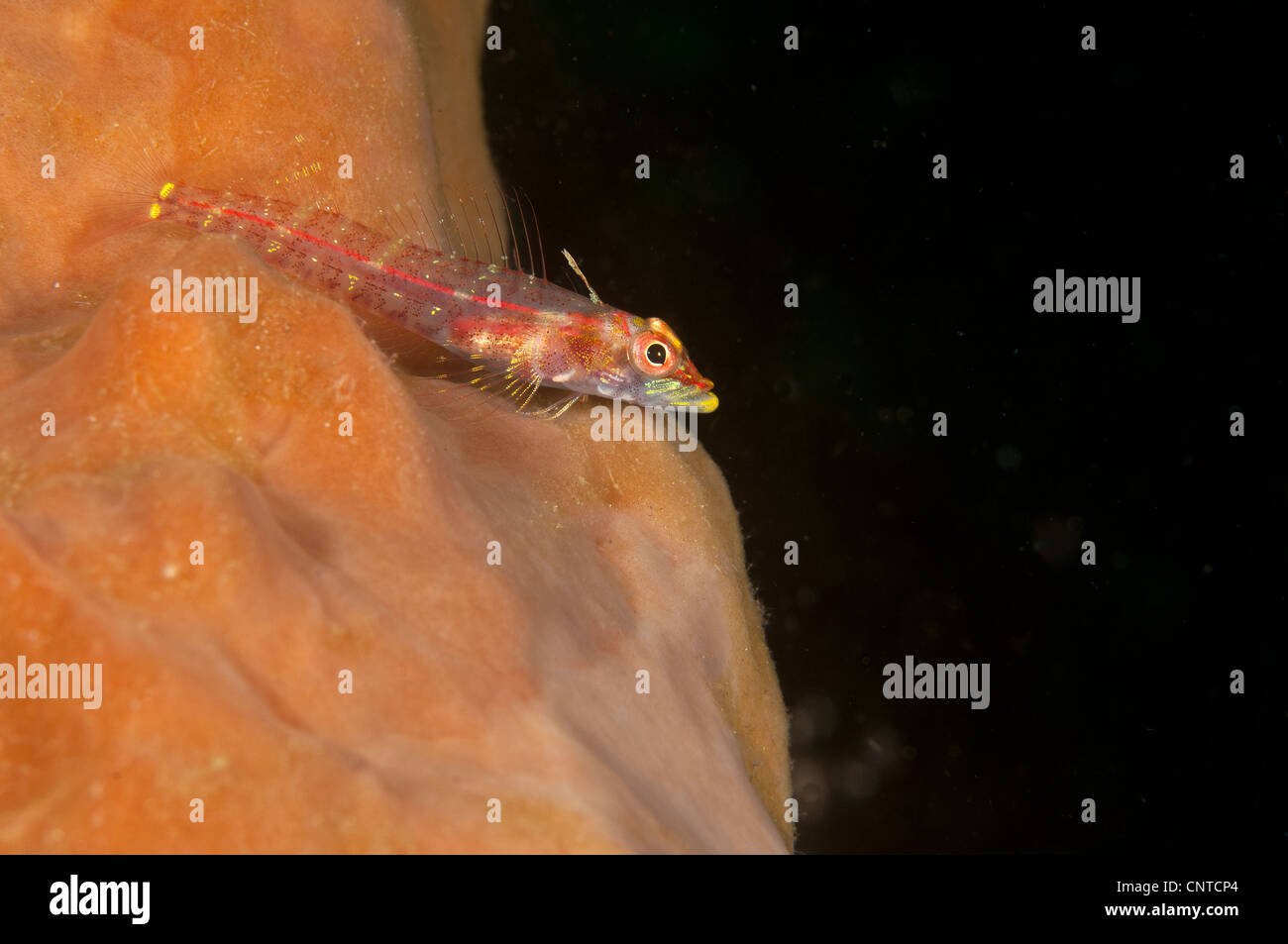 Grundel Uhren die Welt auf die California Dreamin ' Tauchplatz in der Lembeh-Straße Stockfoto