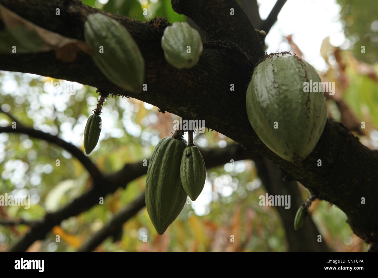 Kakaobaum (Theobroma Cacao) in den Botanischen Garten in Bogor, West-Java, Indonesien. Stockfoto