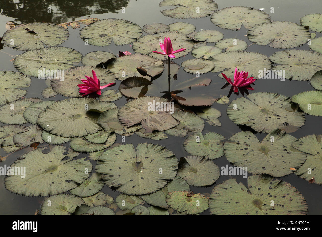 Lotus in Bogor botanische Gärten, West-Java, Indonesien. Stockfoto