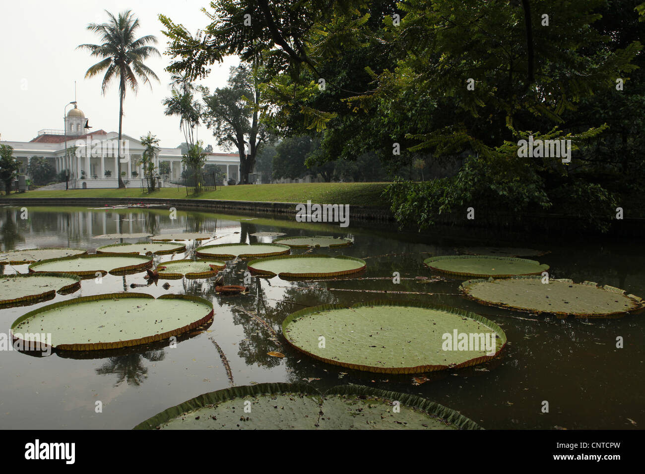 Victoria verlässt in den Botanischen Garten in Bogor, West-Java, Indonesien. Stockfoto