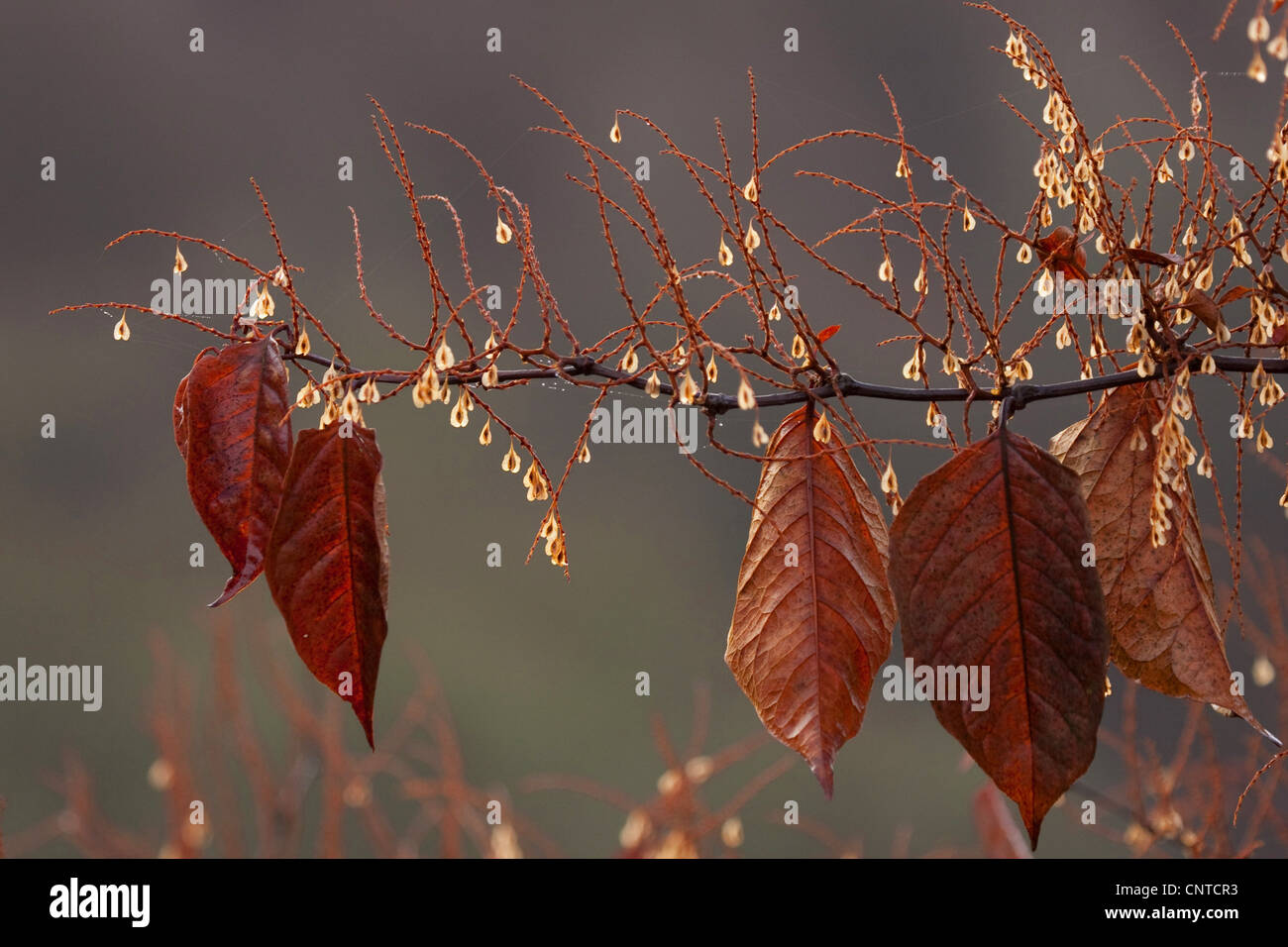 Japanischer Staudenknöterich (Fallopia Japonica, Reynoutria Japonica), gefrorene Zweig mit Früchten, Deutschland, Rheinland-Pfalz Stockfoto