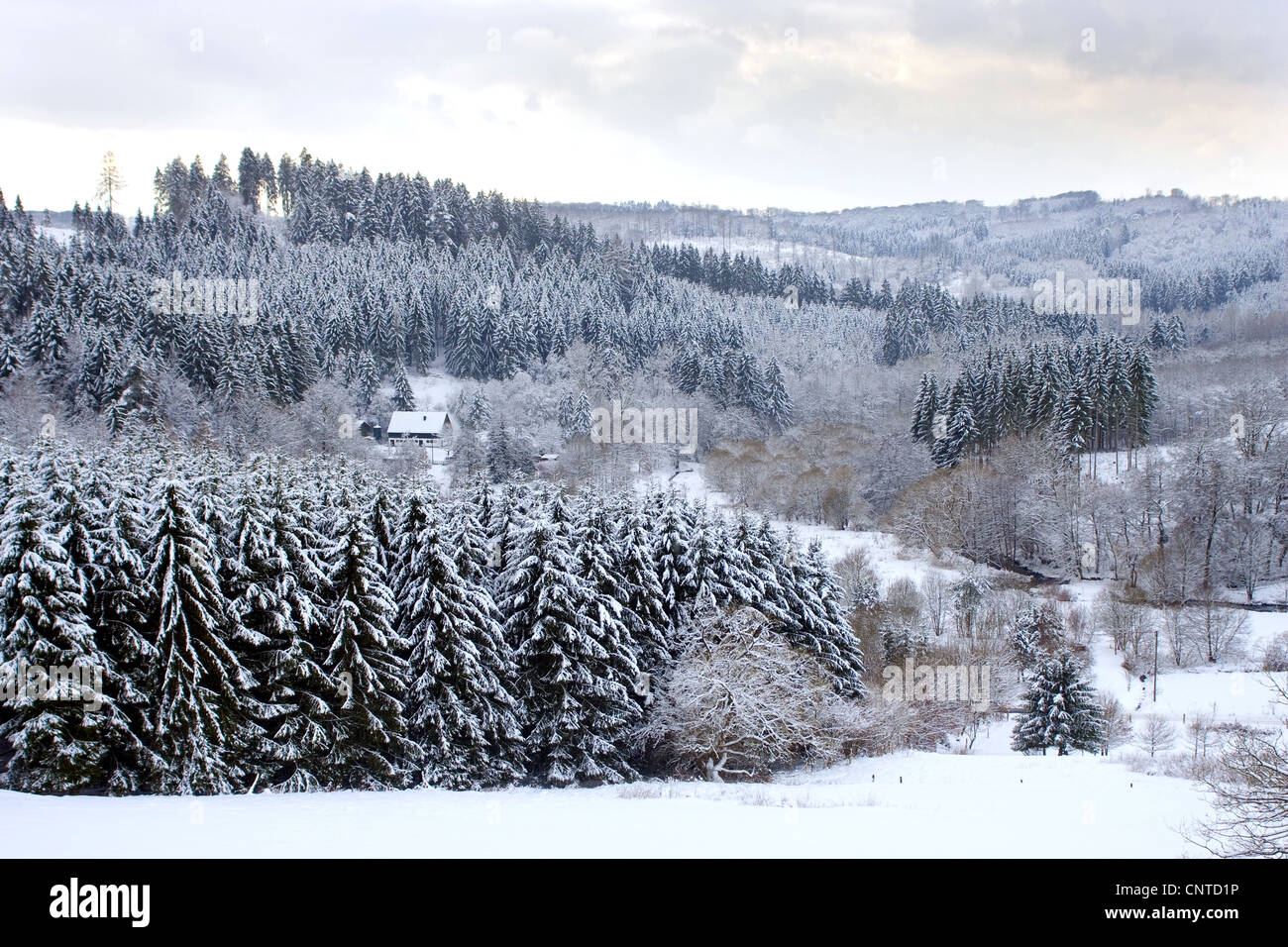 einzelne Wohngebäude in einer tief verschneiten Wald und Wiese Landschaft, Deutschland, Rheinland-Pfalz, Niederfischbach Stockfoto