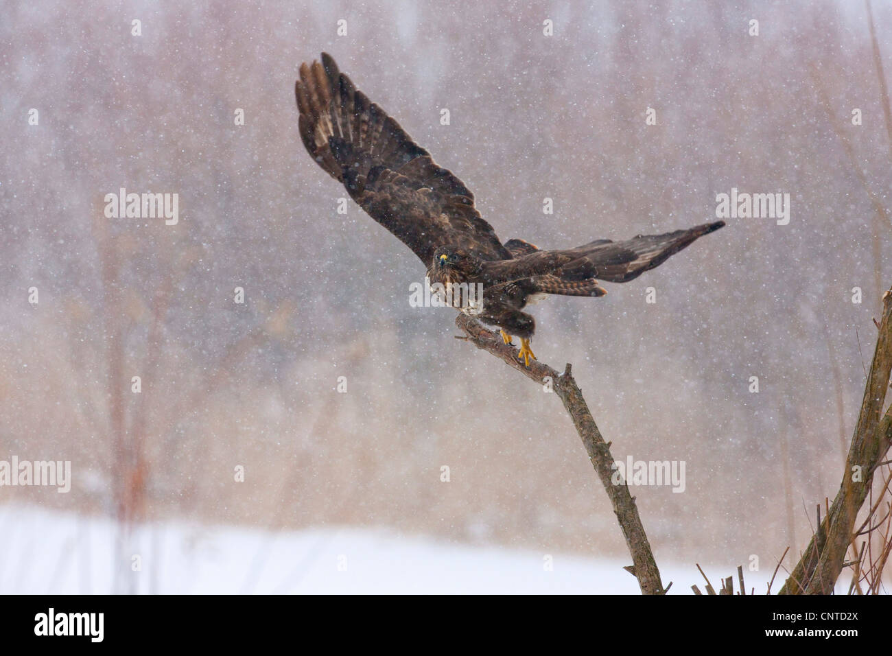 Eurasischer Bussard (Buteo Buteo), ein Zweig ab, während seine schneit, Deutschland Stockfoto