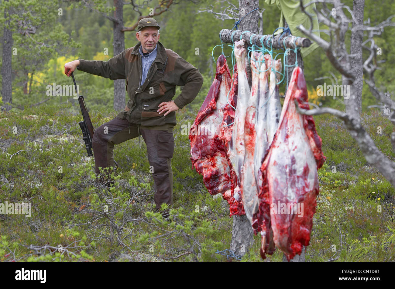 Elch, Europäischen Elch (Alces Alces Alces), Jäger in den Wald, stützte sich auf sein Gewehr neben einer Reihe von Stücken eines geschlachteten Tieres aufgehängt zwischen den Bäumen, Norwegen, Nord-Tröndelag, Flatanger Stockfoto