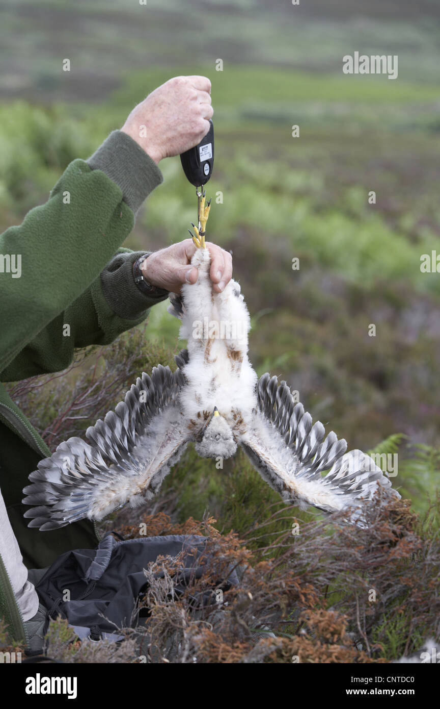 Kornweihe (Circus Cyaneus), Ornithologe, klingeln, wiegen und Messen Küken auf dem Nest, Großbritannien, Schottland, Sutherland Stockfoto