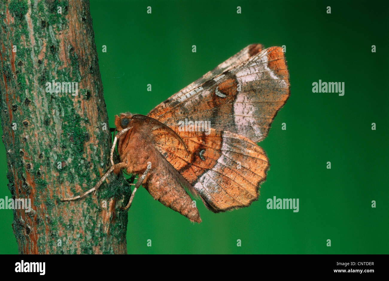 Lila Thorn, Lunar Thorn (Selenia Tetralunaria), sitzen auf Rinde, Deutschland Stockfoto