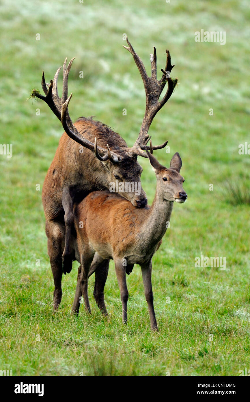 Rothirsch (Cervus Elaphus), Rotwild Kopulation, Deutschland, Nordrhein-Westfalen, Sauerland Stockfoto