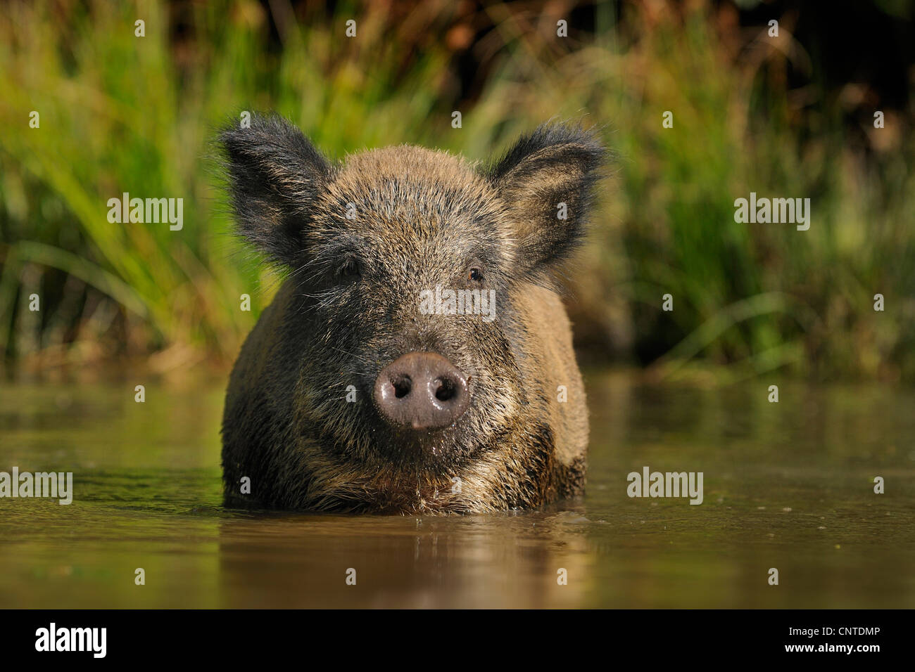Wildschwein, Schwein, Wildschwein (Sus Scrofa), stehend im Wasser, Deutschland, Nordrhein-Westfalen, Sauerland Stockfoto