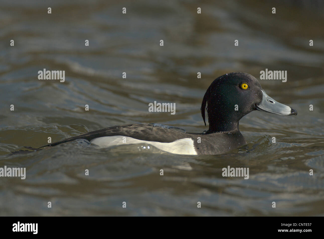 Reiherenten (Aythya Fuligula), männliche in der Zucht Gefieder schwimmen, Deutschland, Sachsen Stockfoto