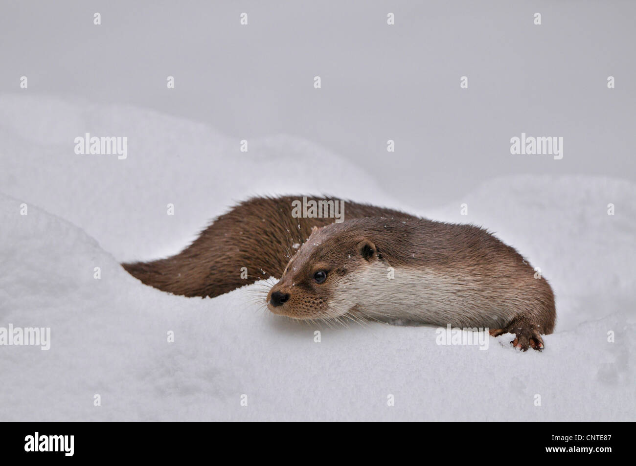 Europäischen Fischotter, europäischer Fischotter, eurasische Fischotter (Lutra Lutra), liegen im Schnee, Deutschland Stockfoto