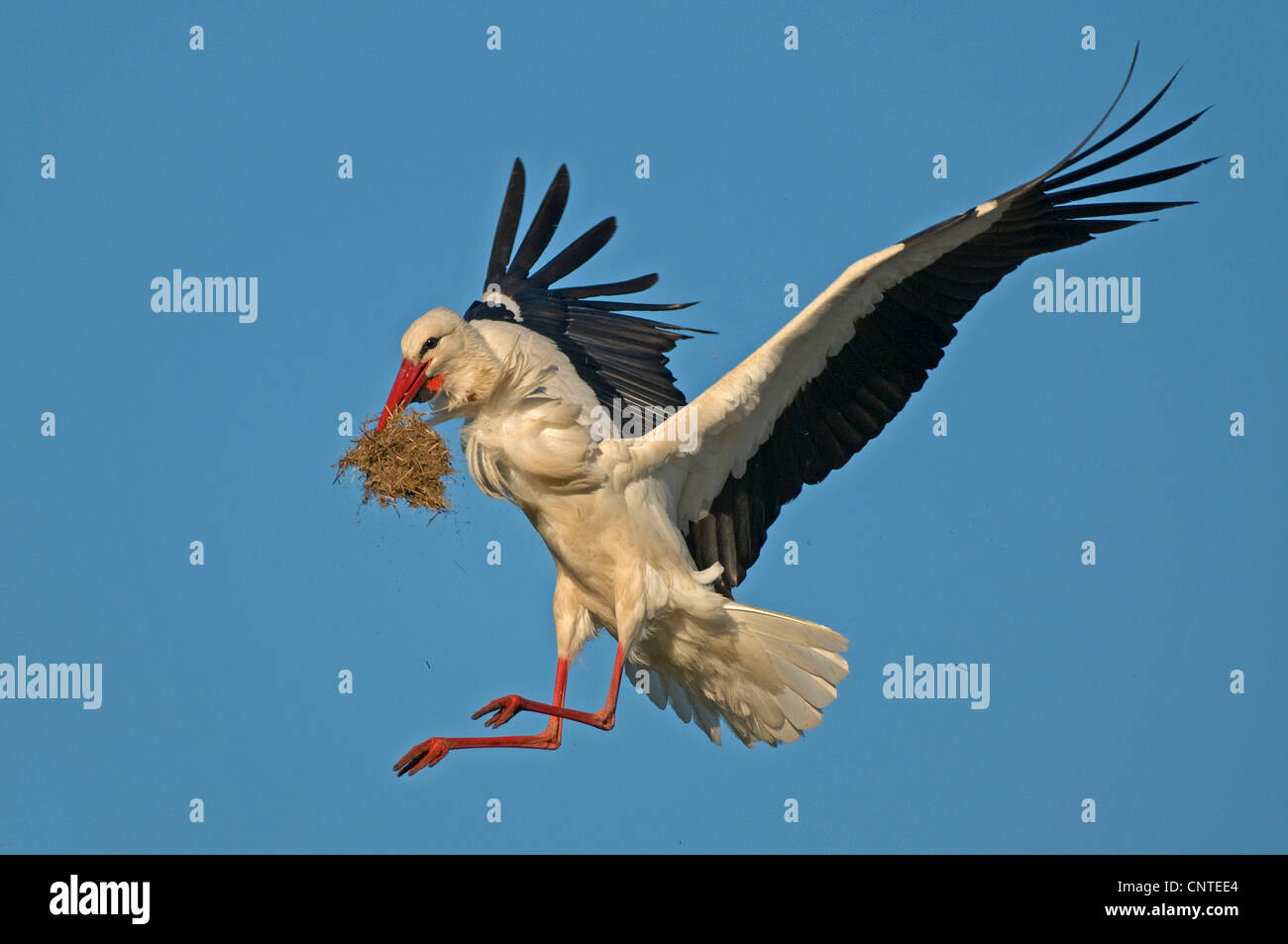 Weißstorch (Ciconia Ciconia), Erwachsene landet auf seinem Nest mit Zuchtmaterial im Schnabel, Deutschland, Brandenburg Stockfoto
