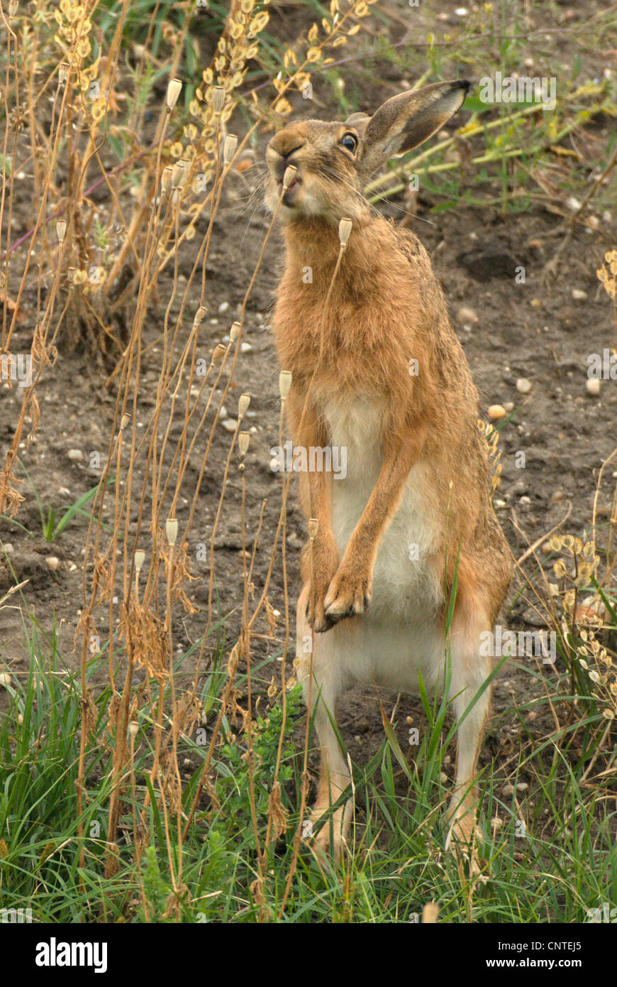 Feldhase (Lepus Europaeus), aufrecht, Fütterung auf eine poppige Kapsel, Deutschland, Brandenburg Stockfoto