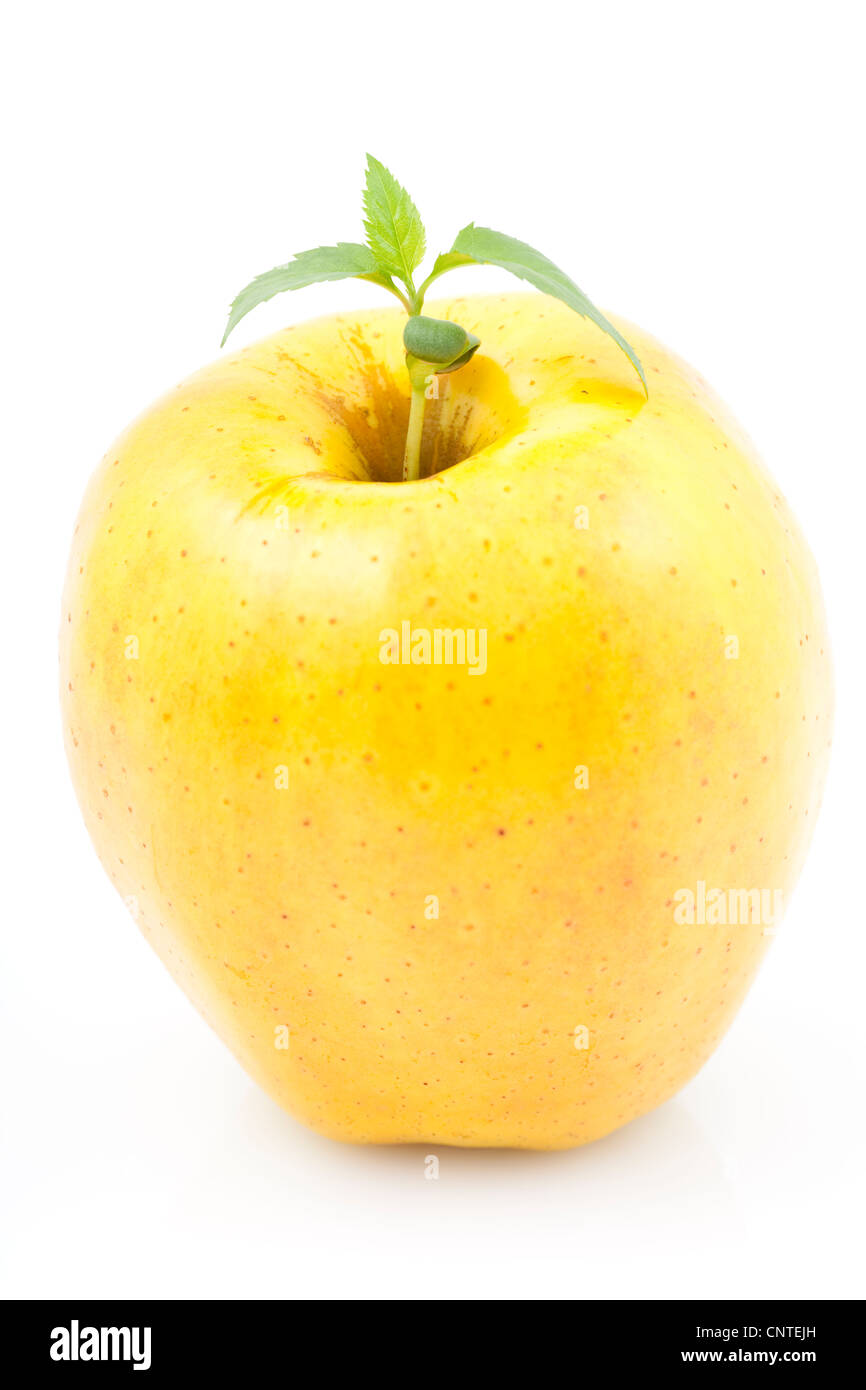 gelber Apfel mit jungen Keimling auf weiß Stockfoto