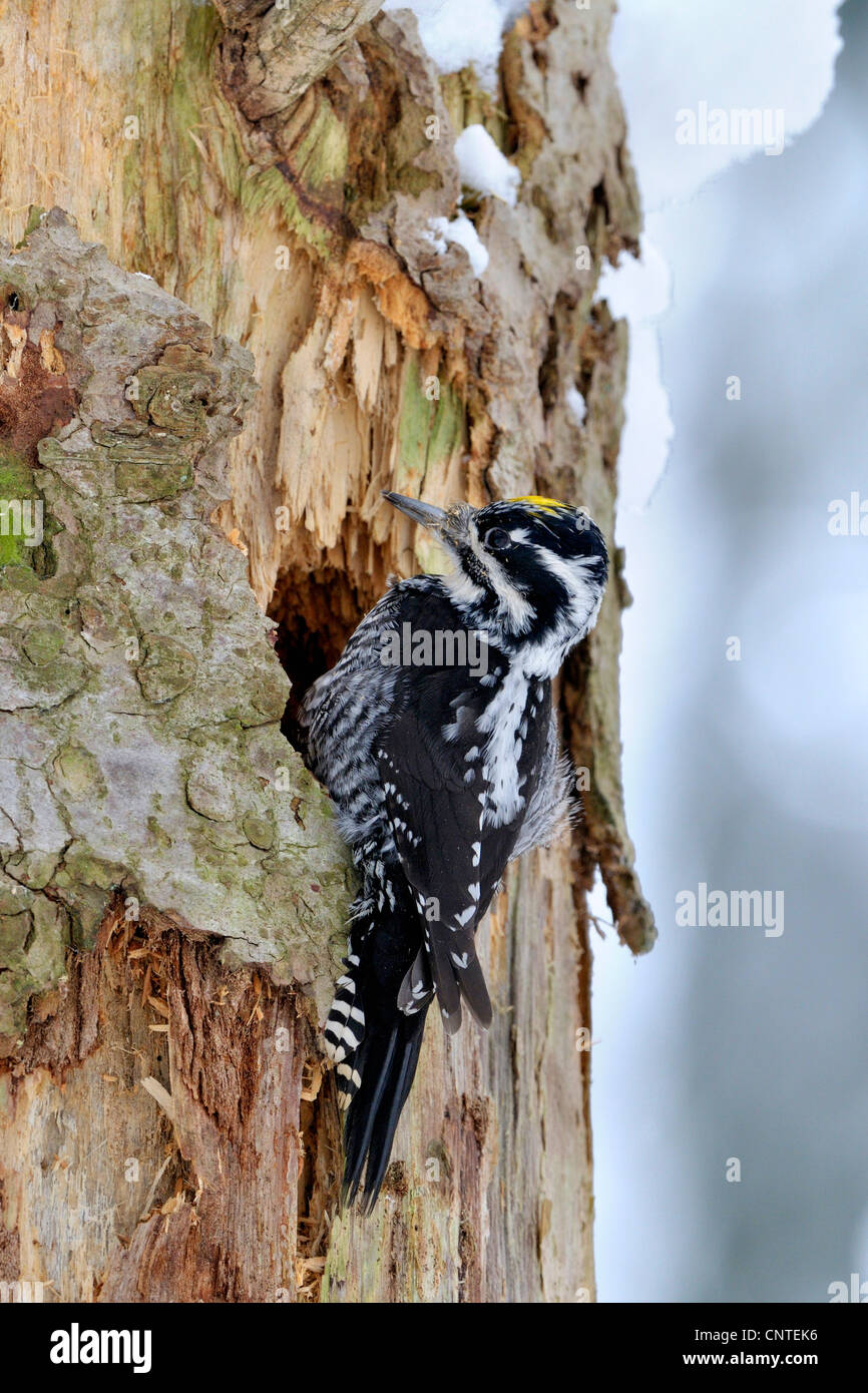 Dreizehenspecht (Picoides Tridactylus), Specht männlich, Baumstamm Klettern Stockfoto