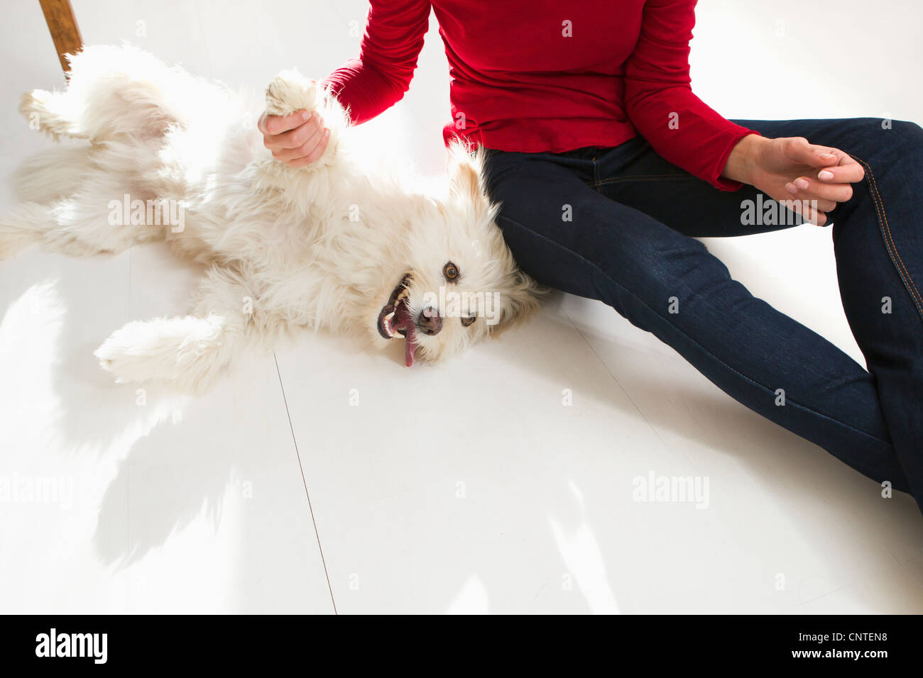 Frau spielt mit Hund am Boden Stockfoto