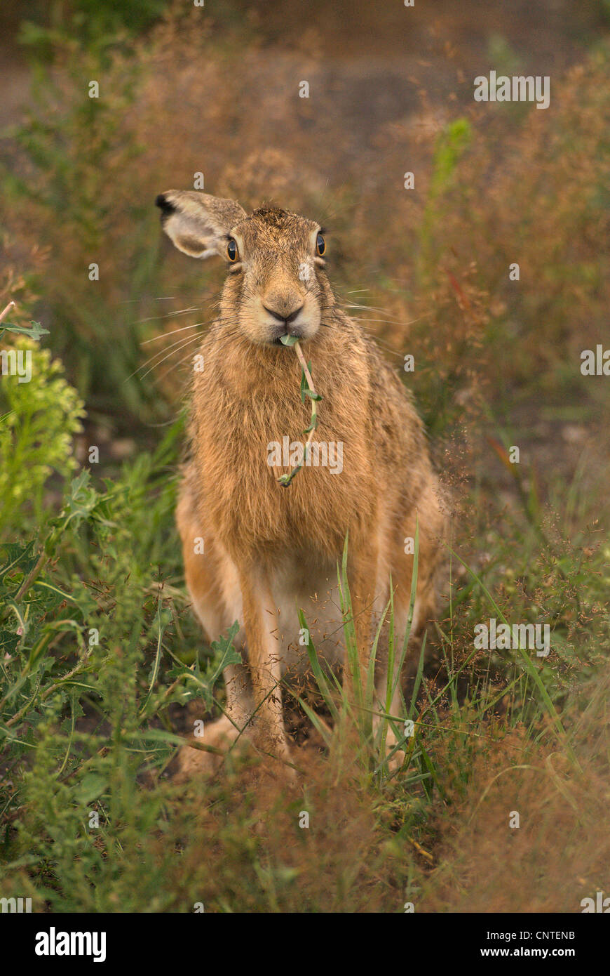 Feldhase (Lepus Europaeus), sitzen auf einer Wiese nagen, Deutschland, Brandenburg Stockfoto
