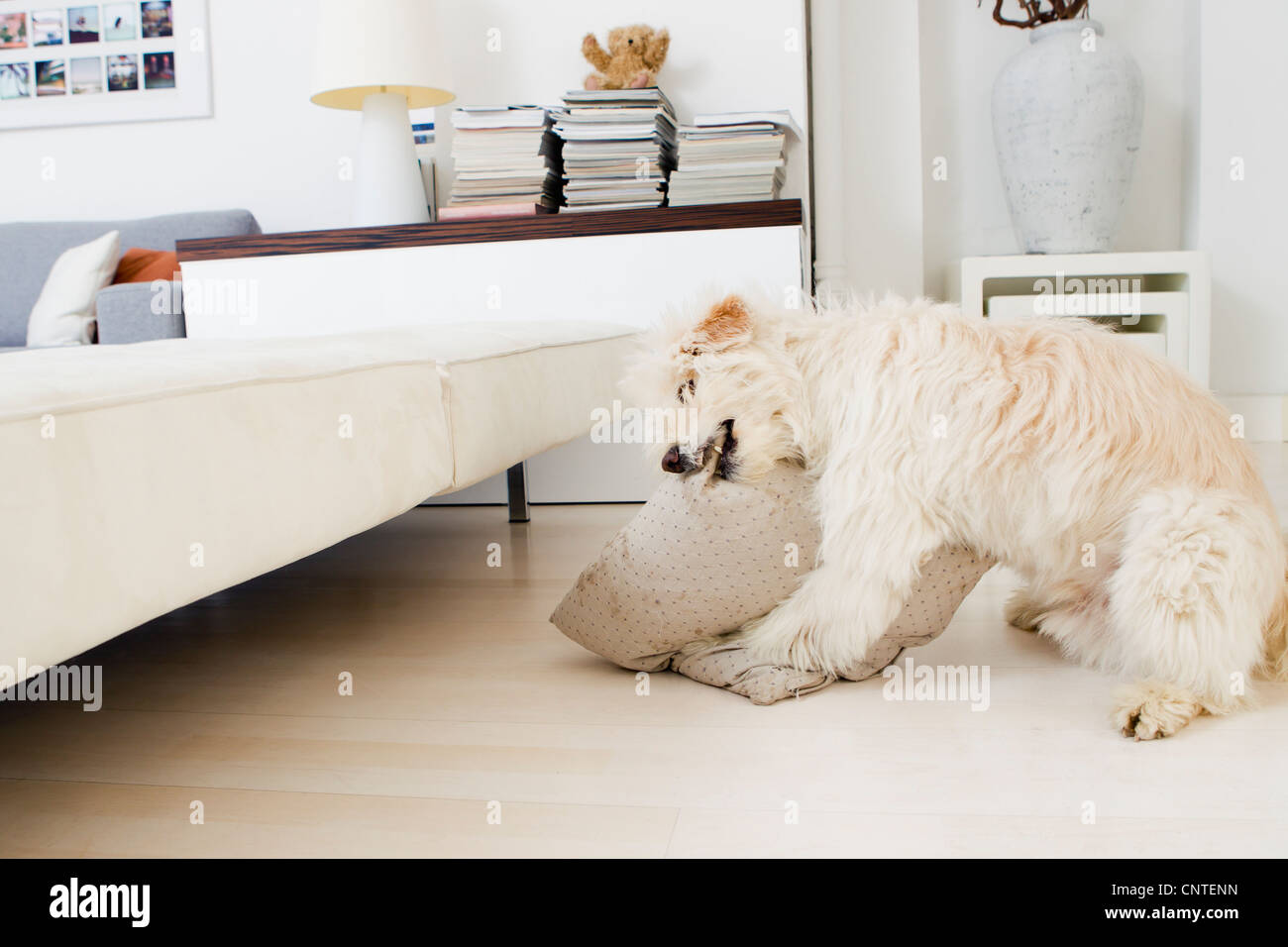 Hund beißt Kissen im Wohnzimmer Stockfoto