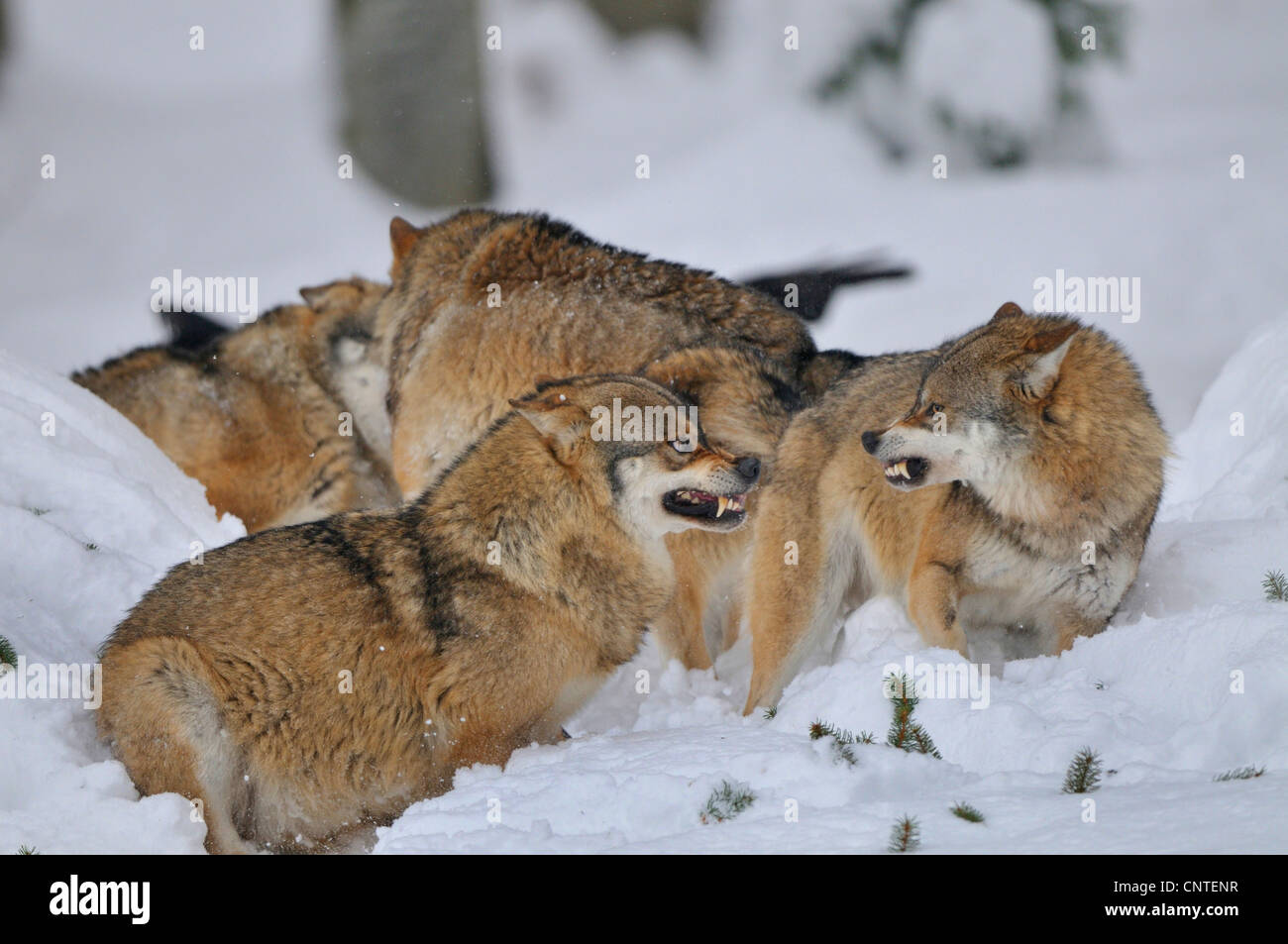 Europäische graue Wolf (Canis Lupus Lupus), zwei Individuen auf Schnee am Konflikt, Deutschland Stockfoto