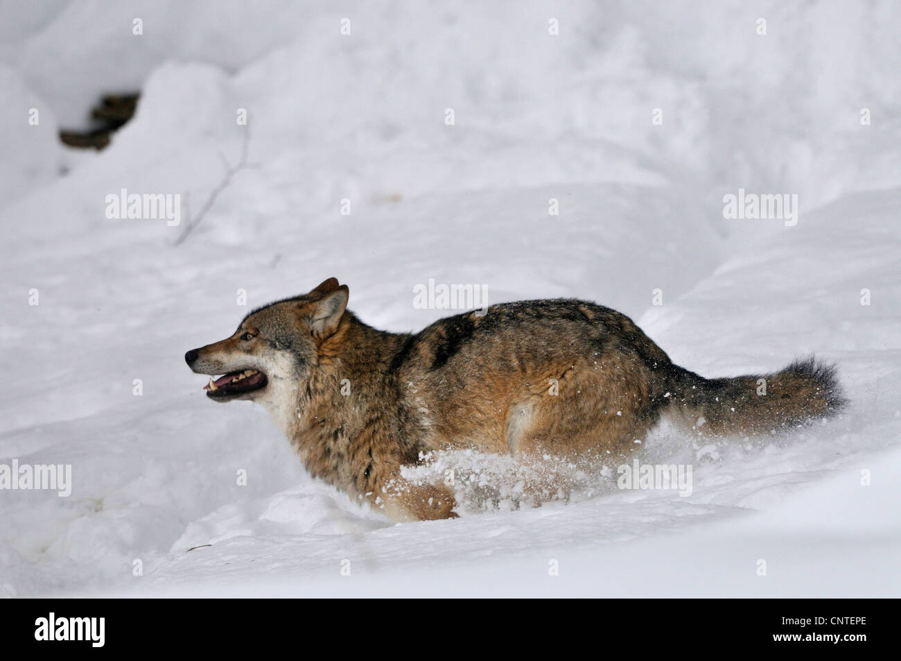 Europäische graue wolf (Canis Lupus Lupus), Wolf laufen im Schnee, Deutschland Stockfoto