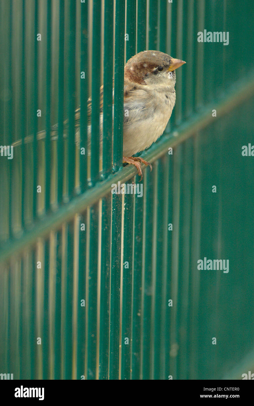 Haussperling (Passer Domesticus), männliche sitzt auf einem Zaun, Deutschland, Sachsen Stockfoto