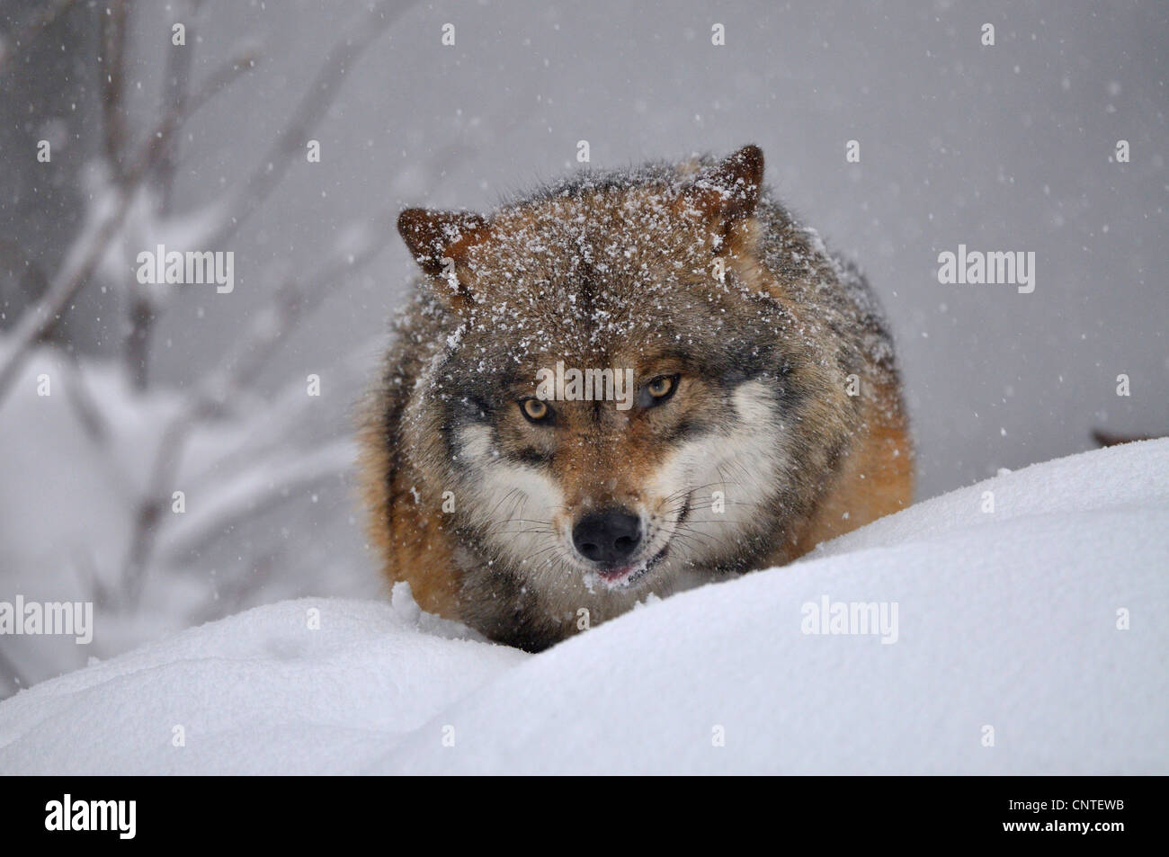 Europäische graue wolf (Canis Lupus Lupus), Wolf laufen im Schnee, frontal, Deutschland Stockfoto