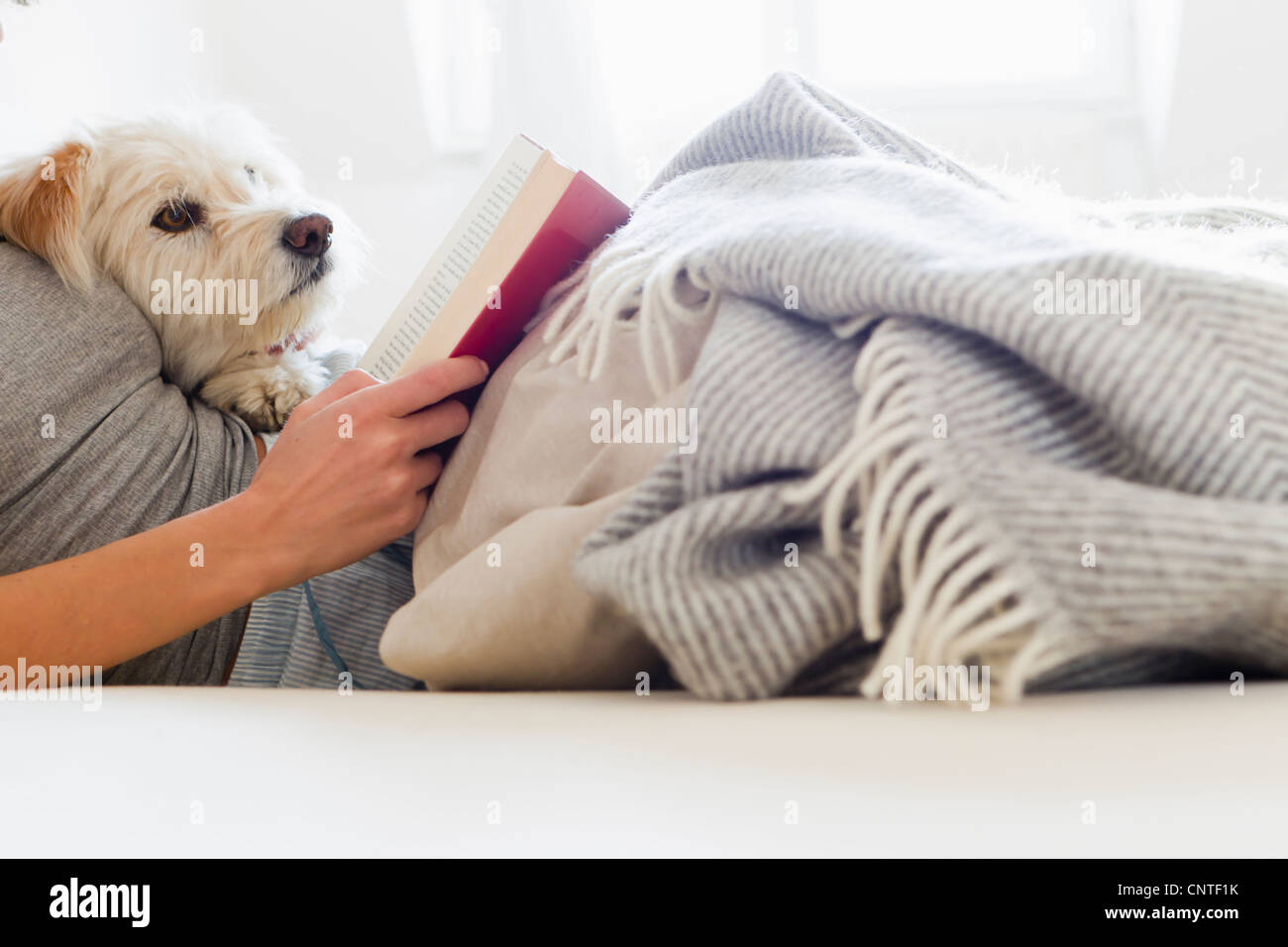 Frau mit Hund im Bett lesen Stockfoto