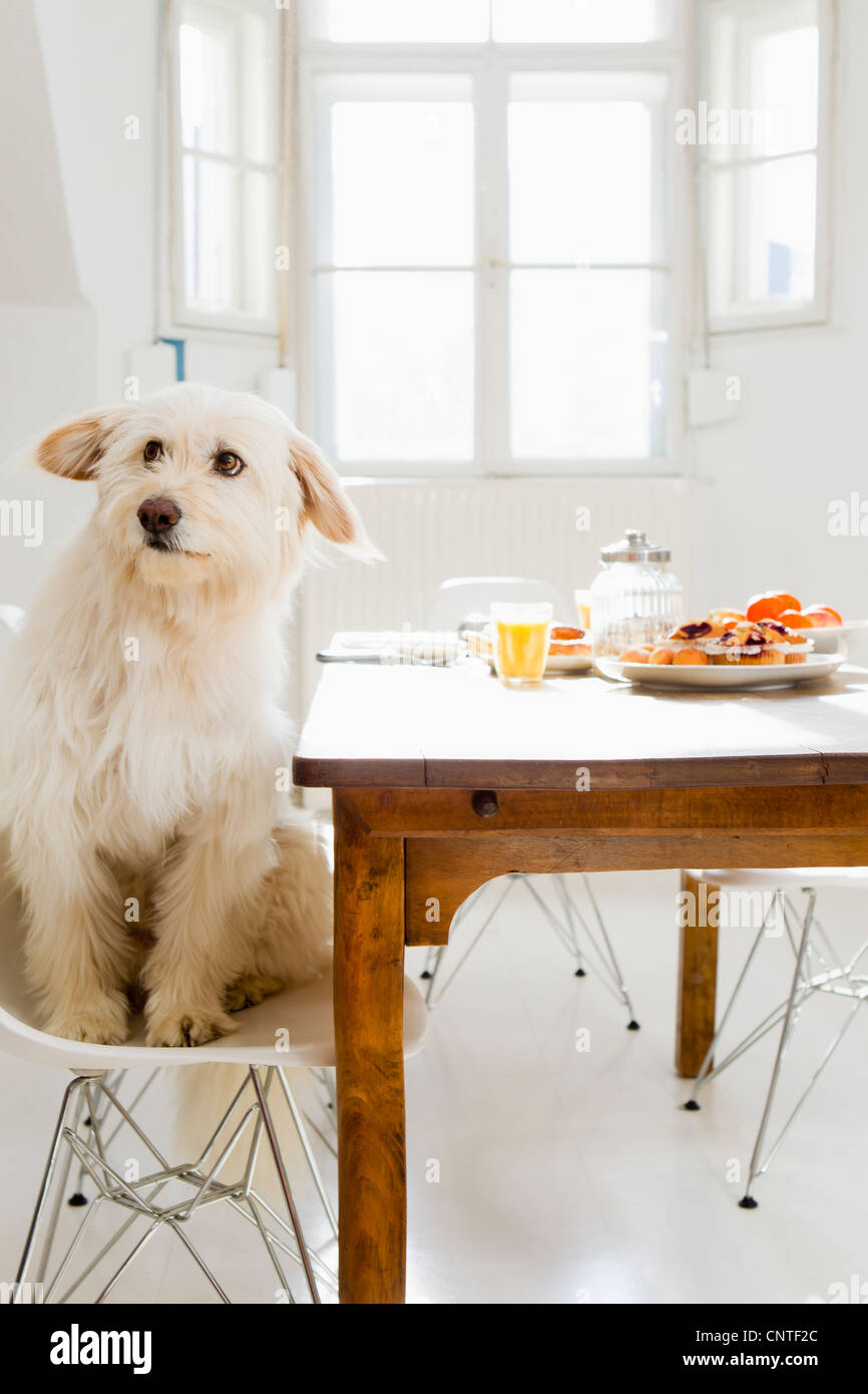 Hund am Tisch sitzen Stockfotografie Alamy Hund am Tisch sitzen Stockfotografie Alamy