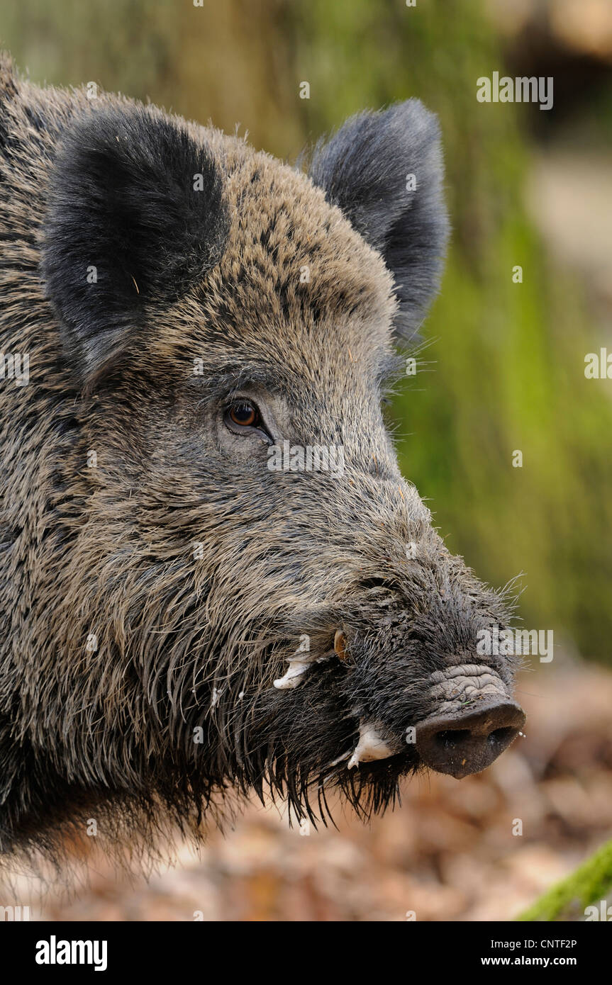 Wildschwein, Schwein, Wildschwein (Sus Scrofa), männlich in Hitze Portrait Seitenfläche, Deutschland Stockfoto