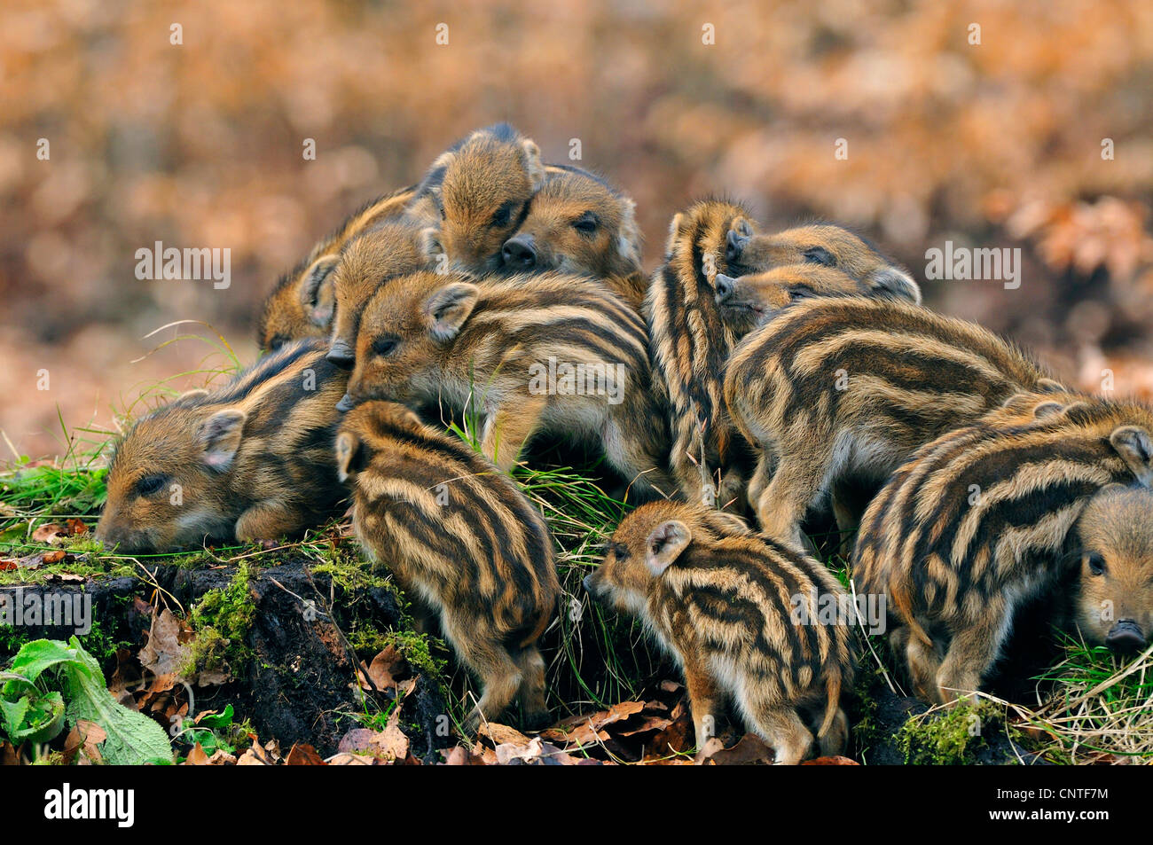 Wildschwein, Schwein, Wildschwein (Sus Scrofa), junge Schweine, Klettern auf bemoosten Baum Haken, Deutschland Stockfoto