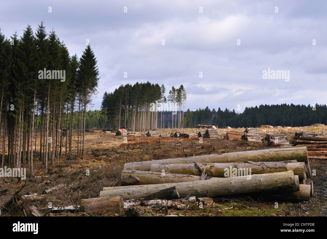 Klar, Schneiden von Wald in Deutschland, Sauerland, Nordrhein-Westfalen, Deutschland Stockfoto