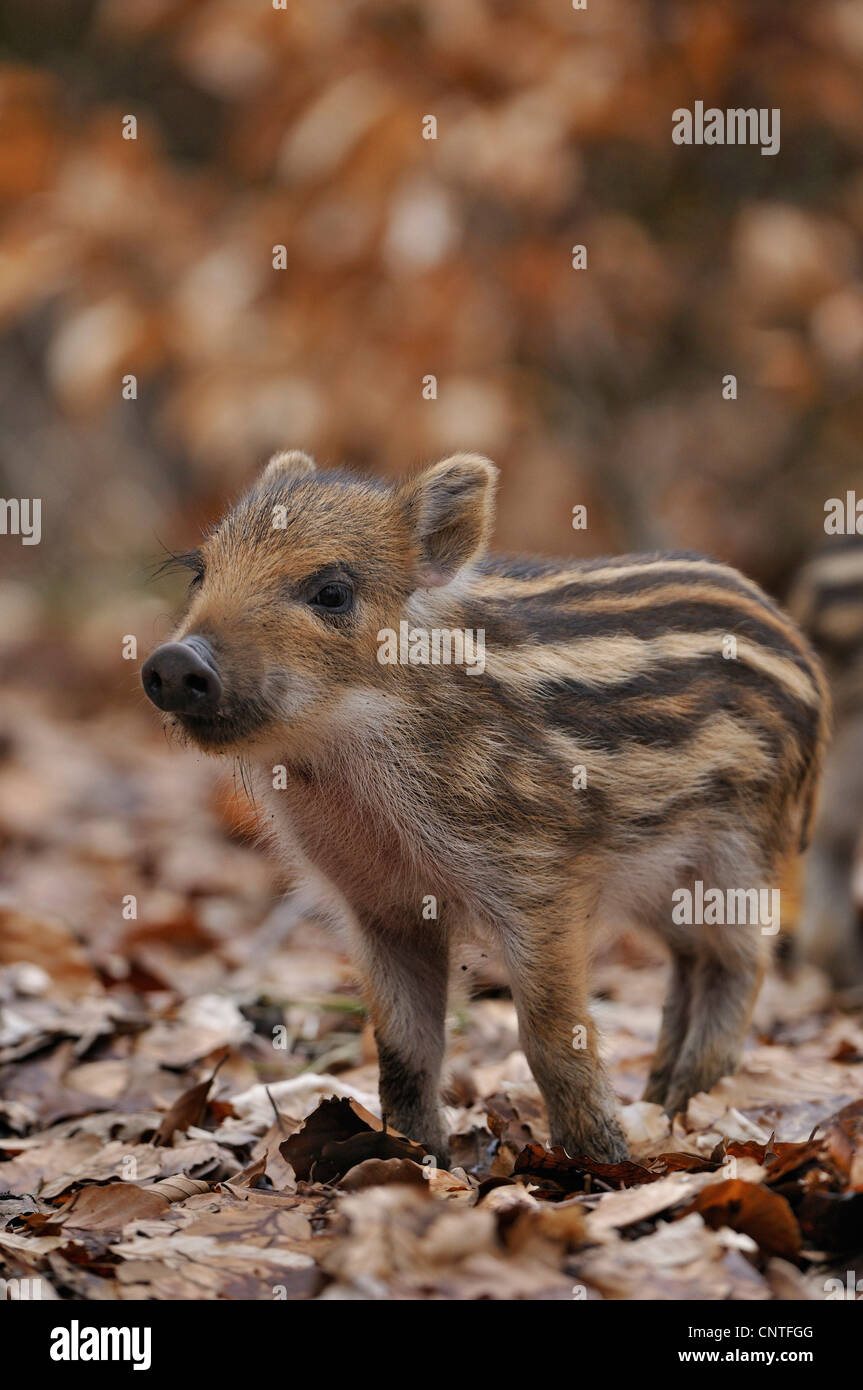 Wildschwein, Schwein, Wildschwein (Sus Scrofa), junges Schwein, Deutschland, Nordrhein-Westfalen, Sauerland Stockfoto