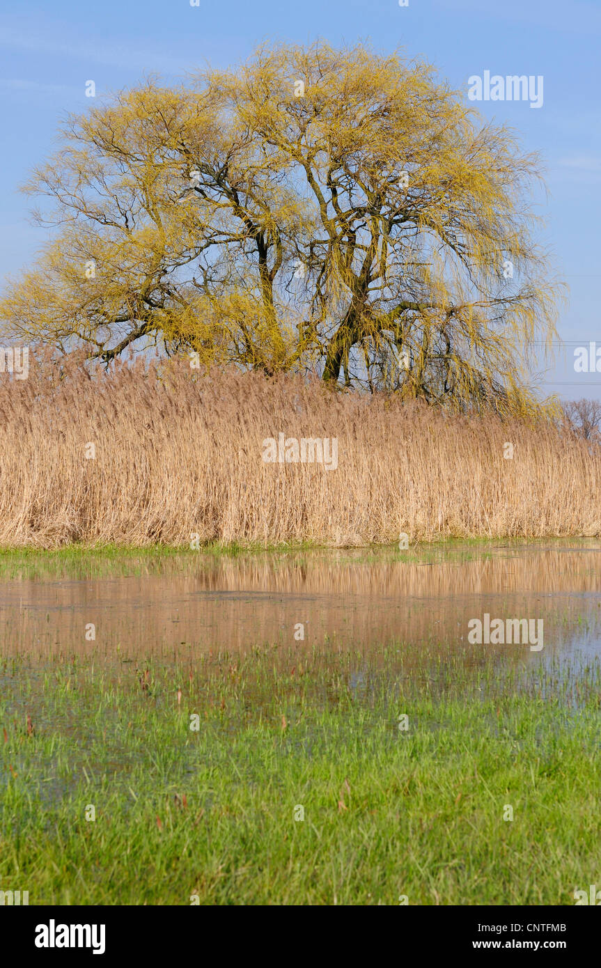 Feuchtwiese im Frühling, Deutschland, Nordrhein-Westfalen, Münsterland Stockfoto