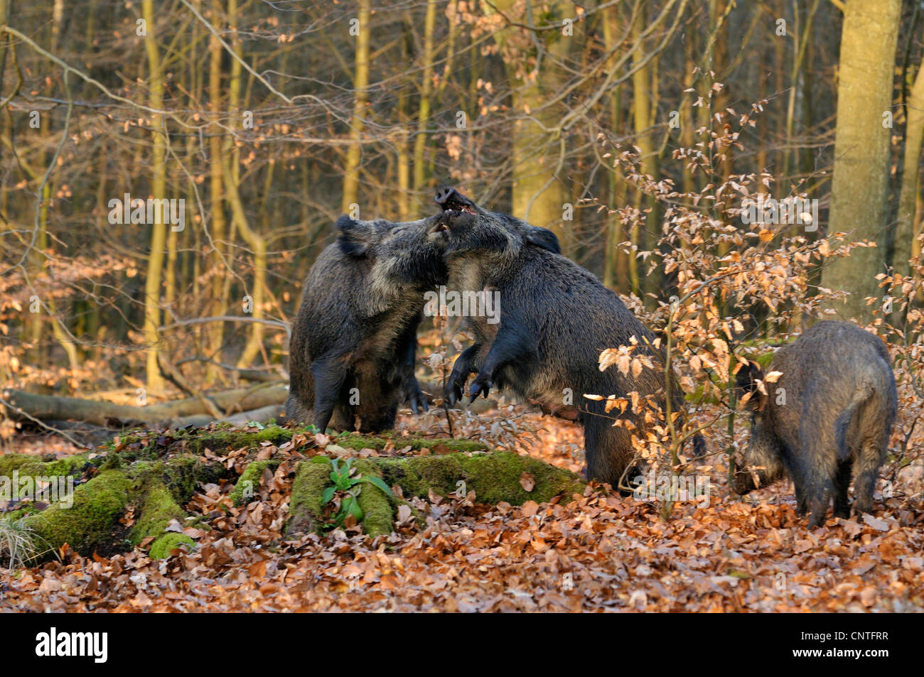 Wildschwein, Schwein, Wildschwein (Sus Scrofa), zwei Einzelpersonen kämpfen, Deutschland, Nordrhein-Westfalen, Sauerland Stockfoto