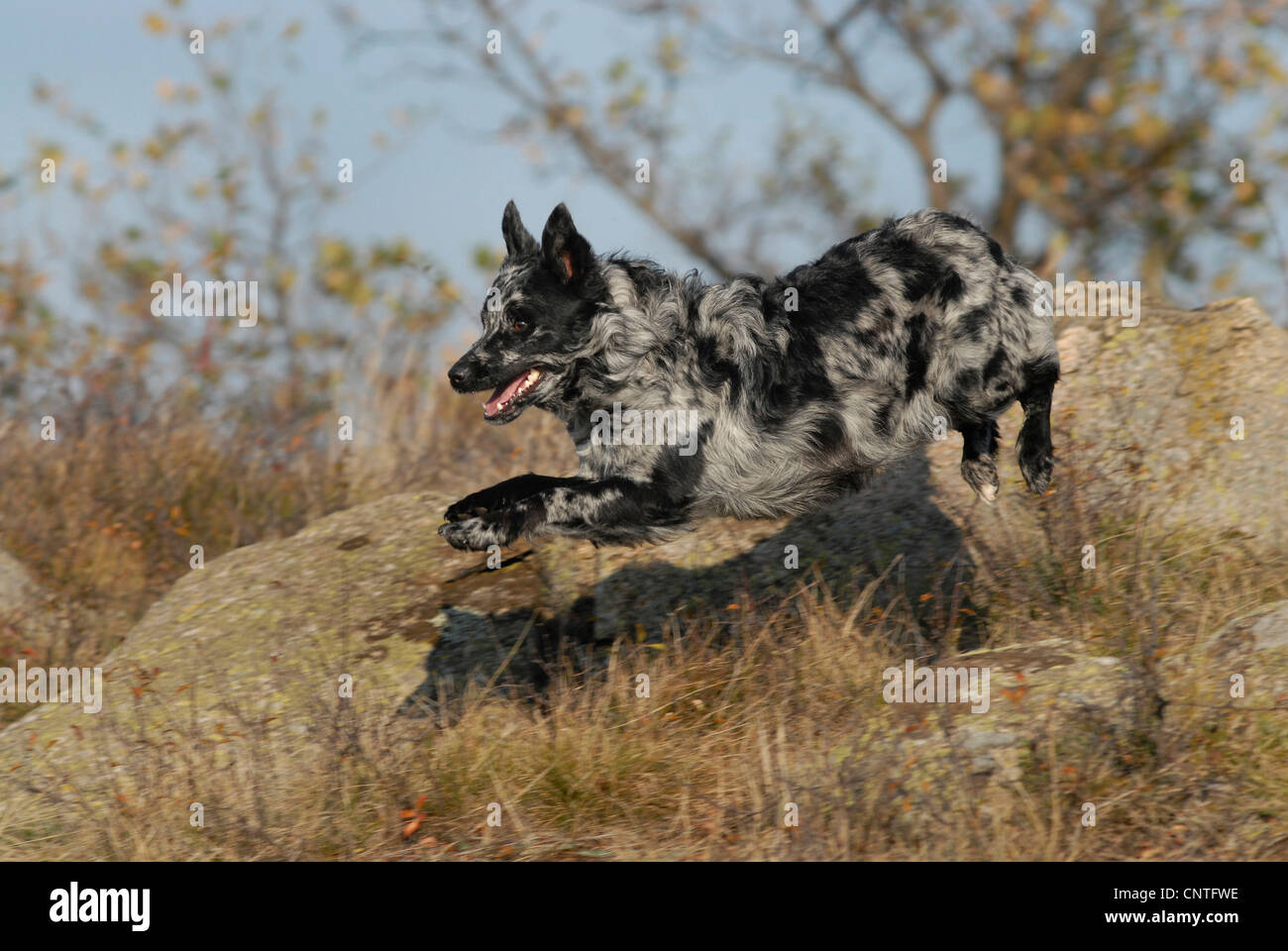 Mudi (Canis Lupus F. Familiaris) laufen bergab, Deutschland Stockfoto