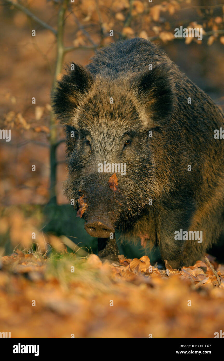Wildschwein, Schwein, Wildschwein (Sus Scrofa), Weiblich, die auf der Suche nach Essen, Deutschland, Nordrhein-Westfalen, Sauerland Stockfoto