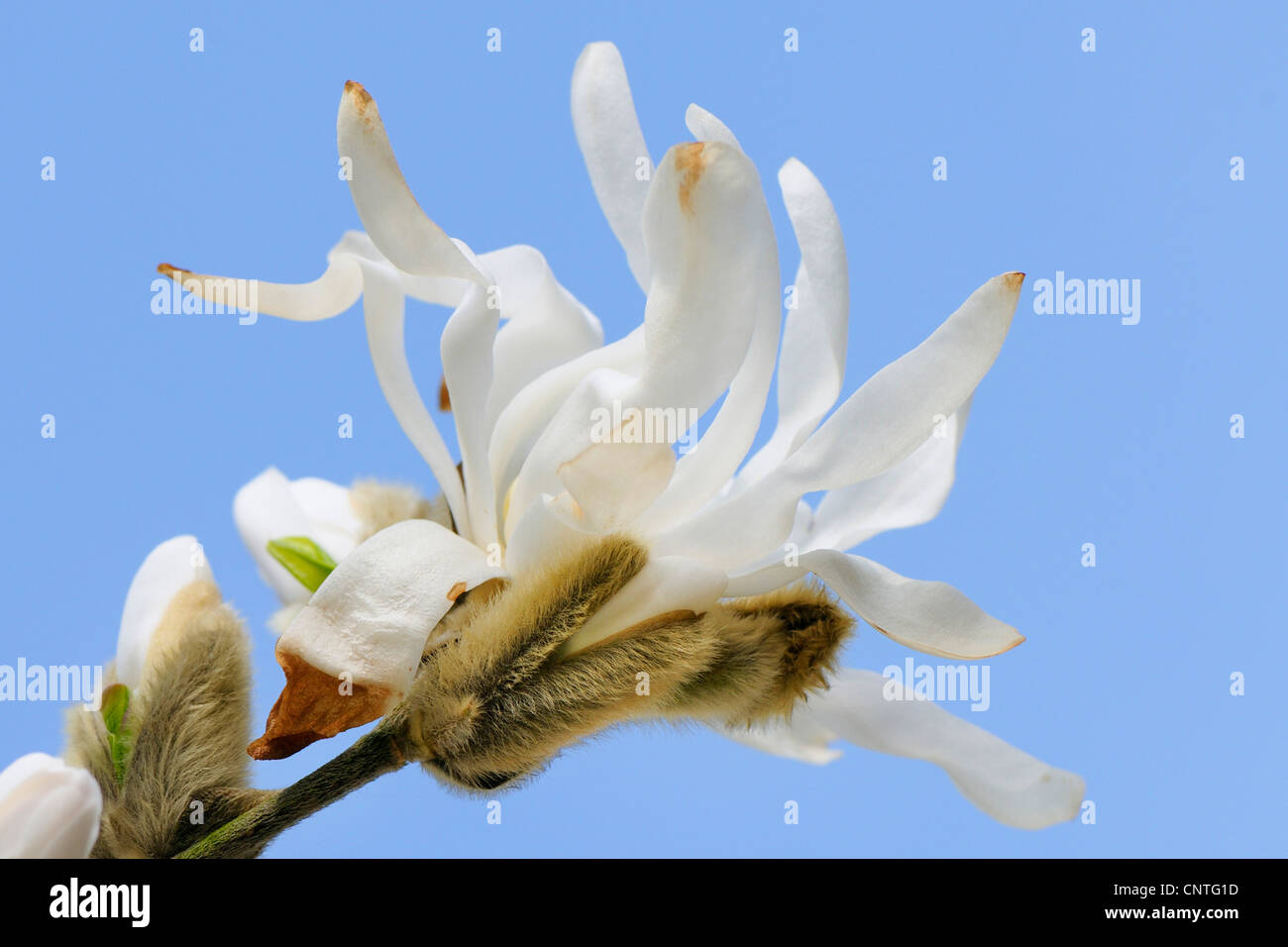 Stern-Magnolie (Magnolia Stellata), Blume, Deutschland, Nordrhein-Westfalen Stockfoto