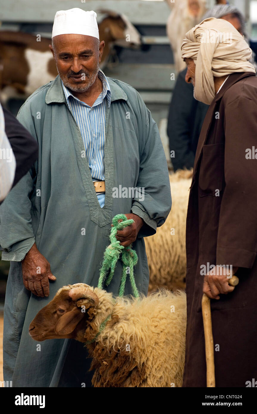 Hausschaf (Ovis Ammon F. Aries), Menschen und Schafe auf dem Markt der Schafe auf der Insel Djerba, Tunesien Stockfoto