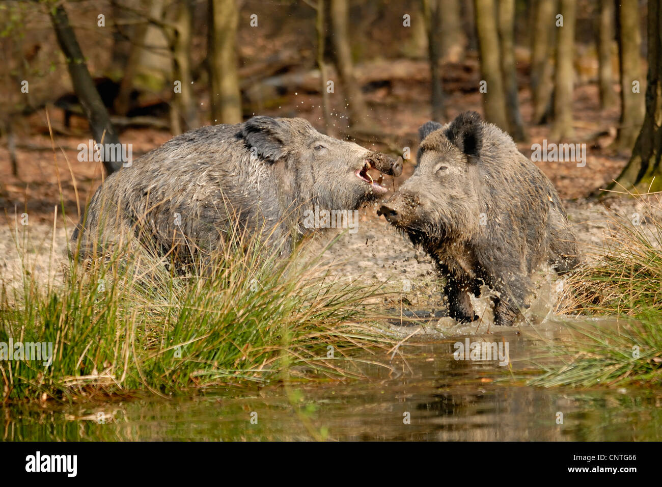 Wildschwein, Schwein, Wildschwein (Sus Scrofa), zwei Einzelpersonen kämpfen, Deutschland, Nordrhein-Westfalen, Sauerland Stockfoto
