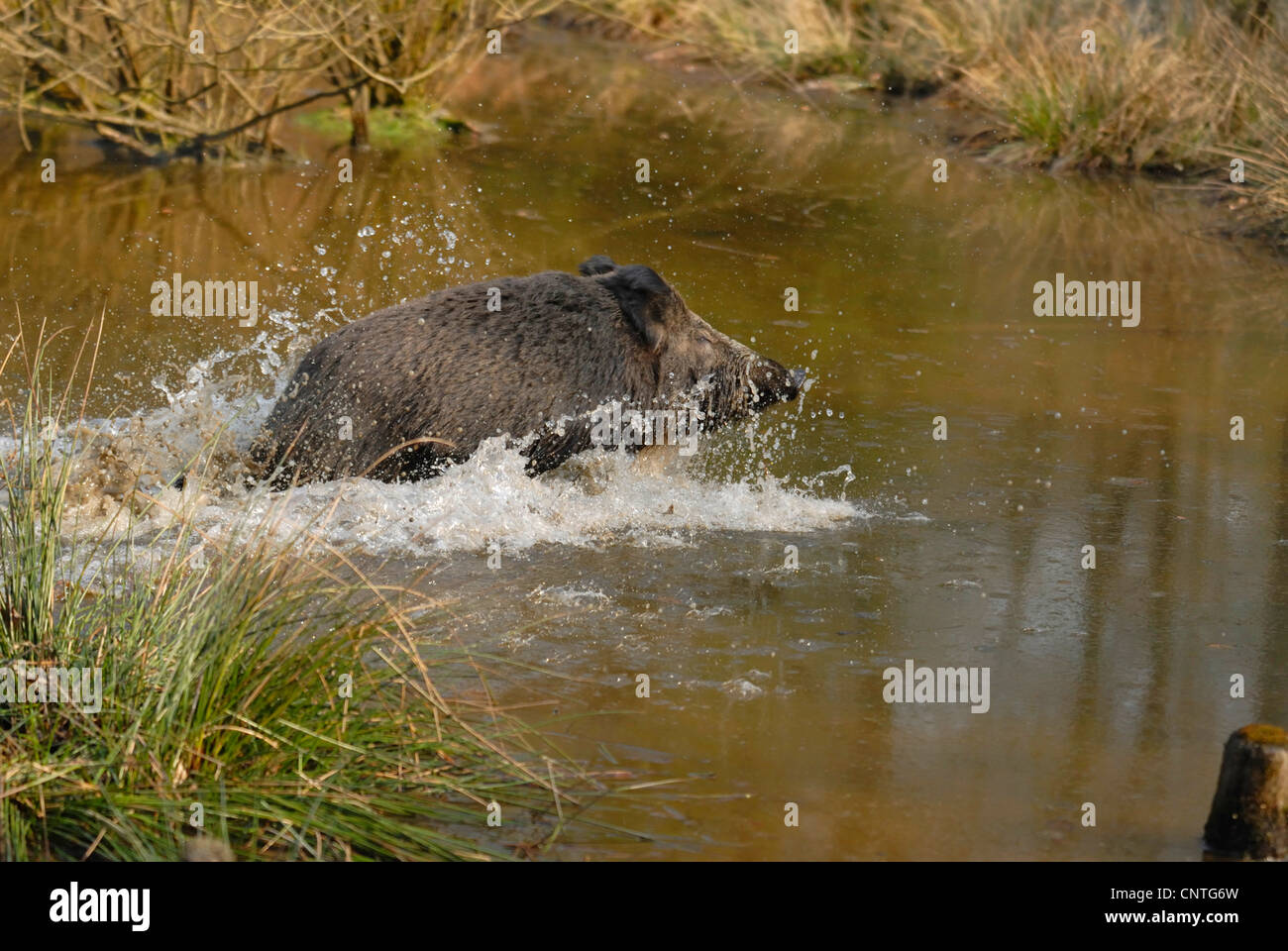 Wildschwein, Schwein, Wildschwein (Sus Scrofa), Männlich, durch Wasser, Deutschland, Nordrhein-Westfalen, Sauerland Stockfoto