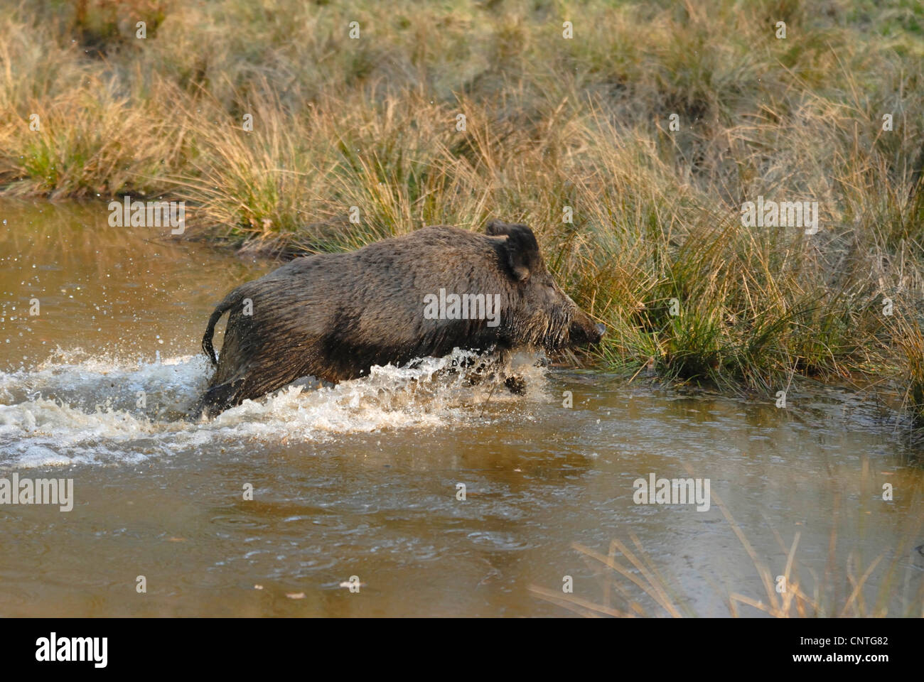 Wildschwein, Schwein, Wildschwein (Sus Scrofa), Männlich, durch Wasser, Deutschland, Nordrhein-Westfalen, Sauerland Stockfoto