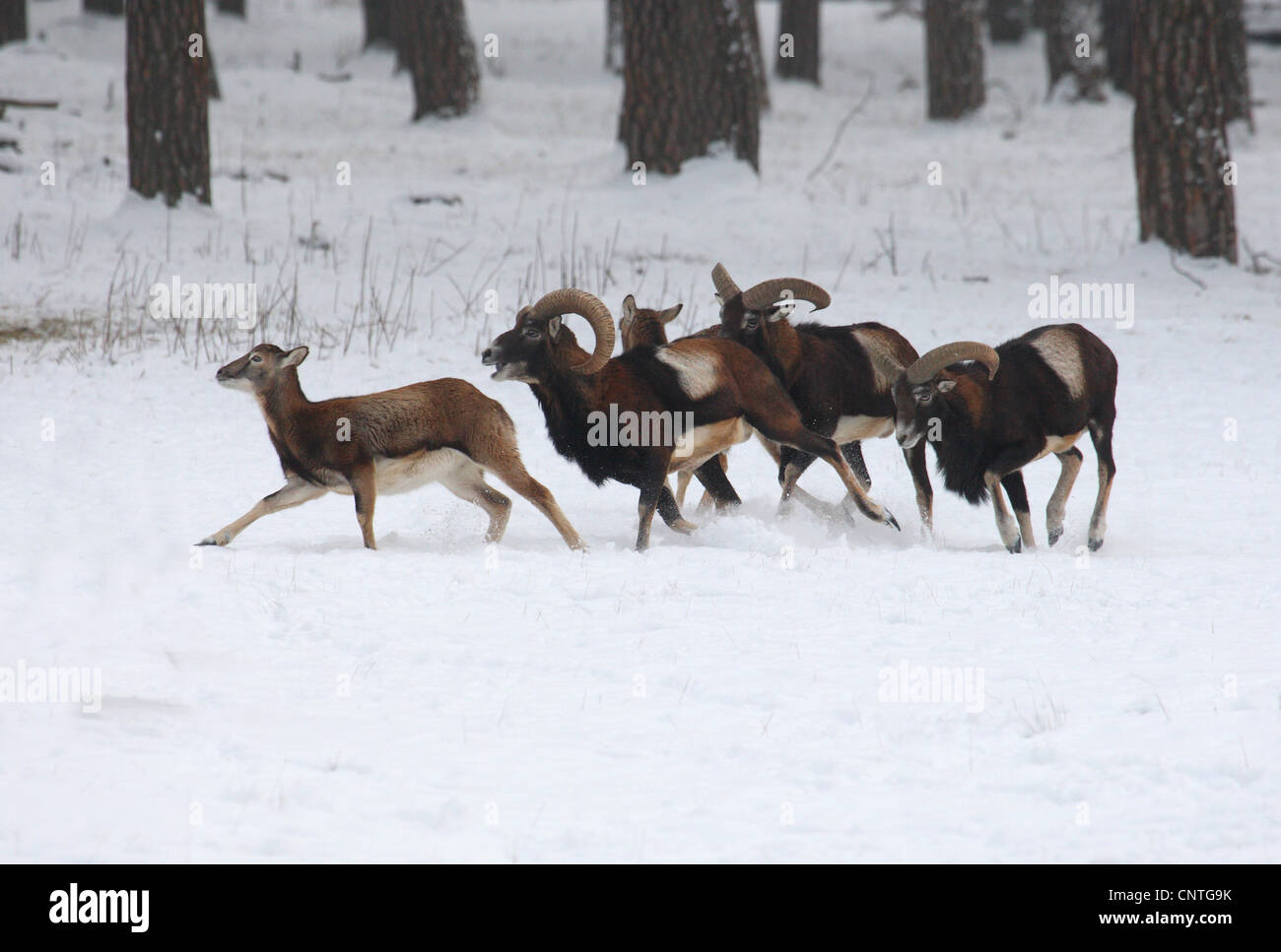 Mufflon (Ovis Musimon, Ovis Gmelini Musimon, Ovis Orientalis Musimon), Gruppe im Winter, Deutschland Stockfoto