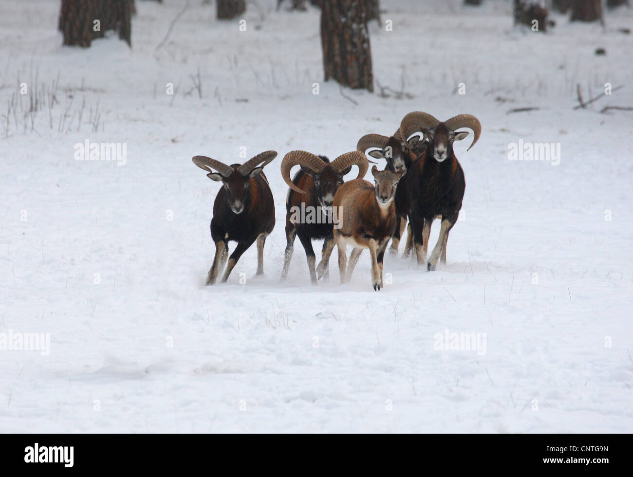 Mufflon (Ovis Musimon, Ovis Gmelini Musimon, Ovis Orientalis Musimon), Gruppe im Winter, Deutschland Stockfoto