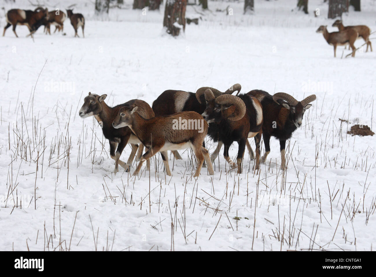 Mufflon (Ovis Musimon, Ovis Gmelini Musimon, Ovis Orientalis Musimon), Gruppe im Winter, Deutschland Stockfoto