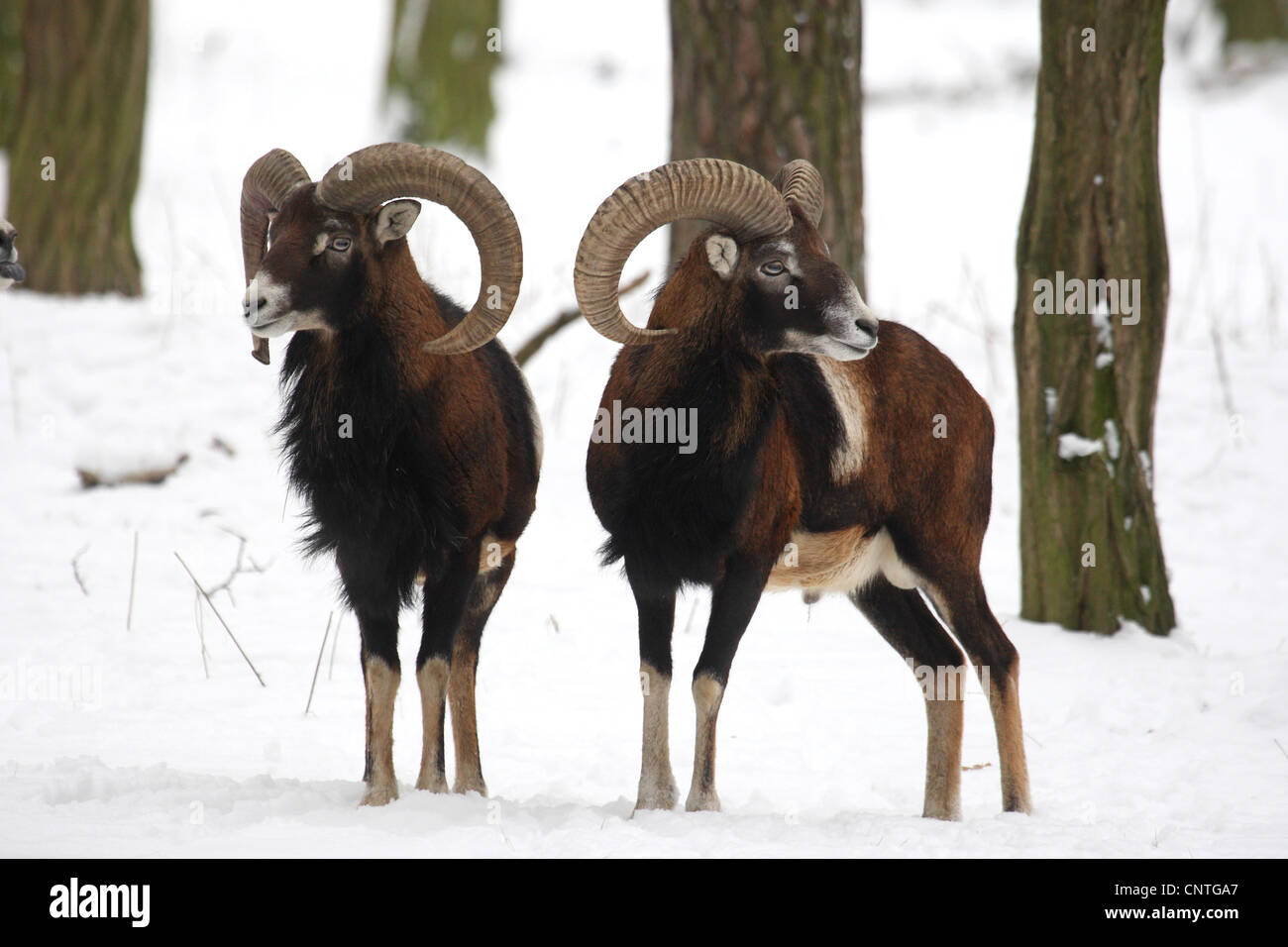 Mufflon (Ovis Musimon, Ovis Gmelini Musimon, Ovis Orientalis Musimon), zwei Männchen Im Winter, Deutschland Stockfoto