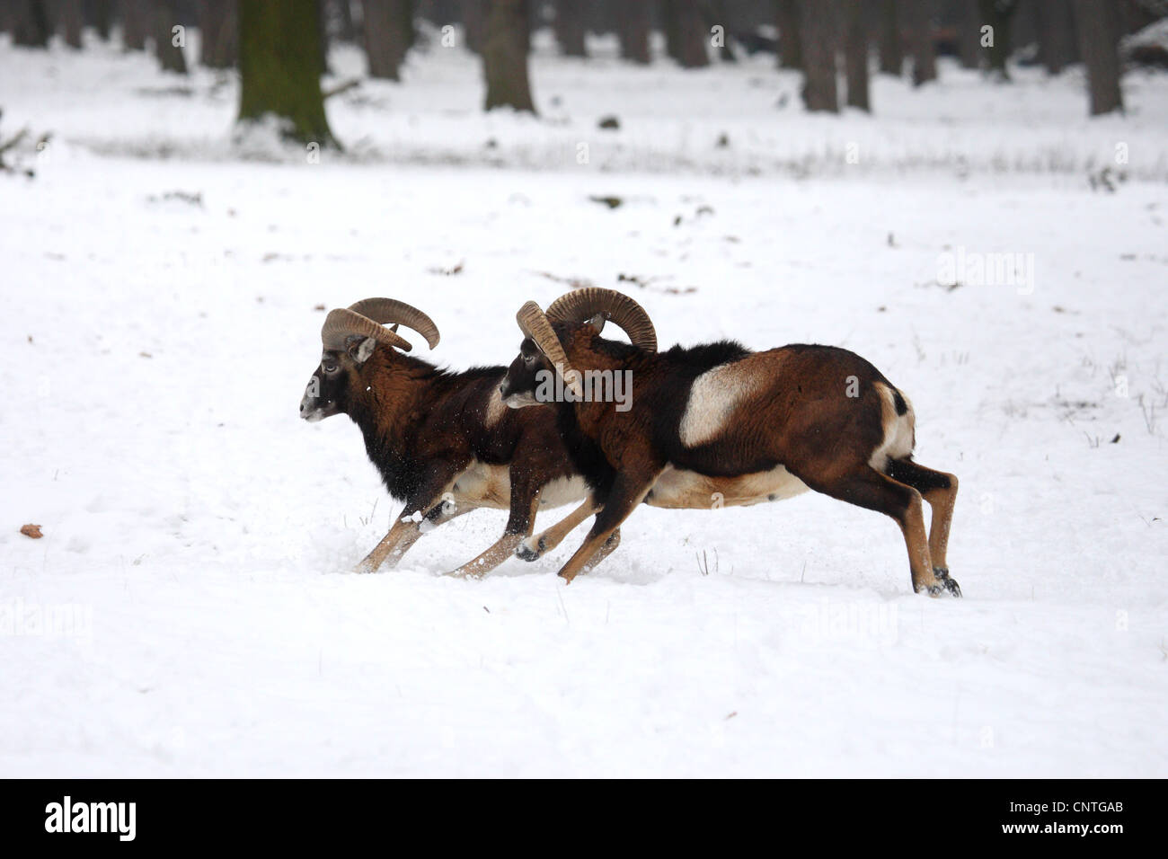 Mufflon (Ovis Musimon, Ovis Gmelini Musimon, Ovis Orientalis Musimon), zwei Männchen Im Winter, Deutschland Stockfoto
