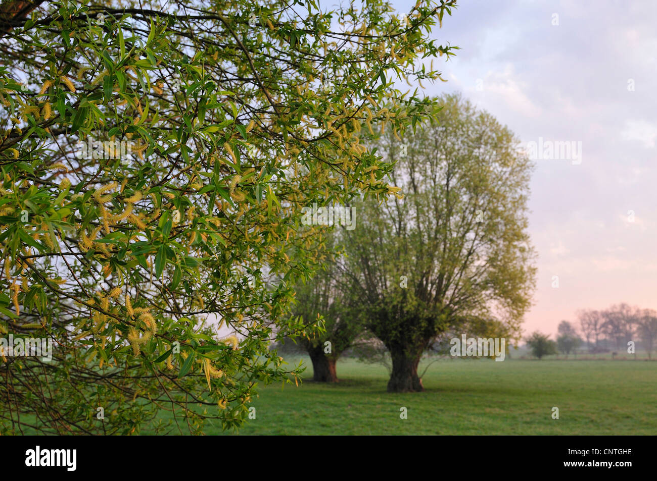 Pussy Willow, Ziege Weiden, große Caesar (Salix Caprea), zwei Weiden bei Sonnenaufgang, Deutschland, Nordrhein-Westfalen, Münsterland Stockfoto